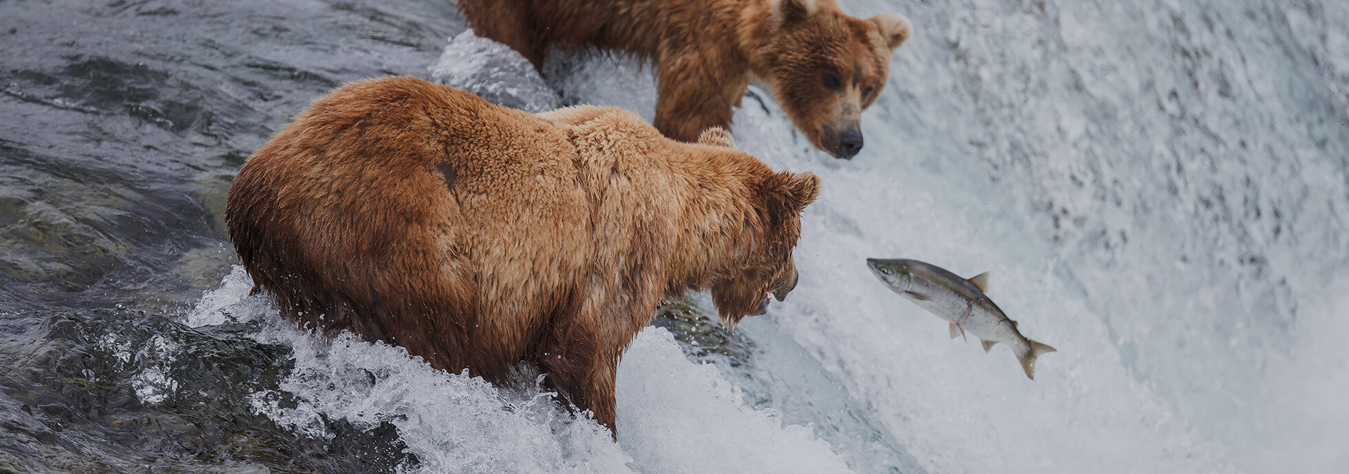 Bears dining on salmon in a Yellowstone river